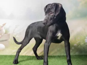 Cachorro raça SRD-ViraLata idade 2 a 6 meses nome Bento 