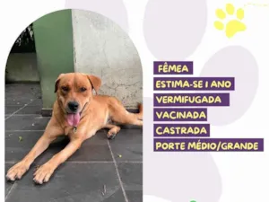 Cachorro raça SRD-ViraLata idade 1 ano nome Hera