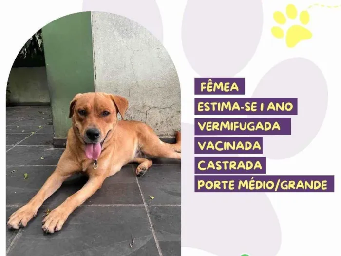 Cachorro ra a SRD-ViraLata idade 1 ano nome Hera