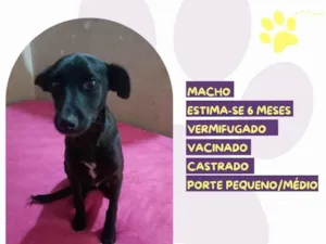 Cachorro raça SRD-ViraLata idade 2 a 6 meses nome Neguinho