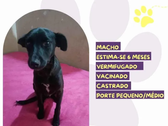 Cachorro ra a SRD-ViraLata idade 2 a 6 meses nome Neguinho