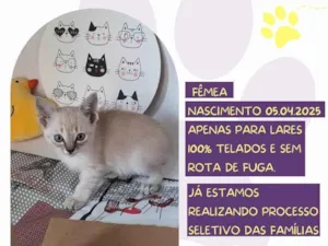 Gato raça SRD-ViraLata idade Abaixo de 2 meses nome Linda