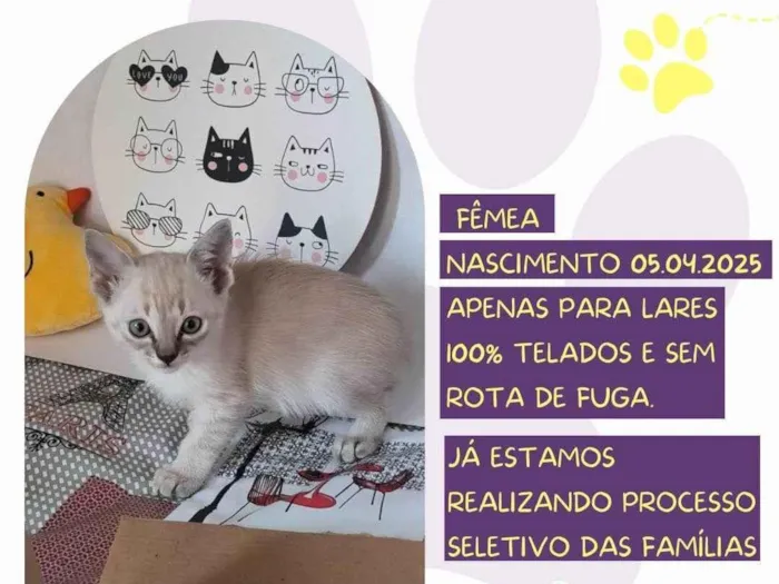 Gato ra a SRD-ViraLata idade Abaixo de 2 meses nome Linda