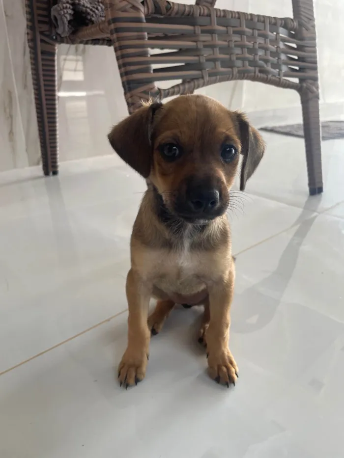 Cachorro ra a SRD-ViraLata idade Abaixo de 2 meses nome Sem nome 