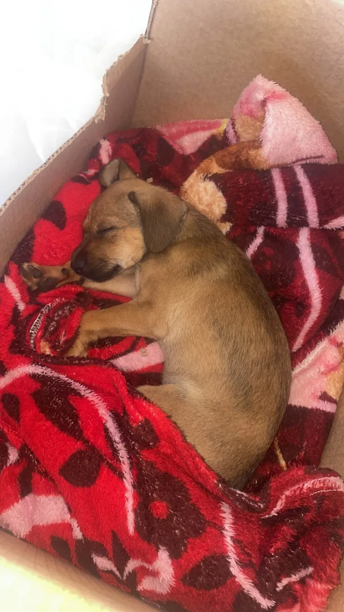 Cachorro ra a SRD-ViraLata idade Abaixo de 2 meses nome Sem nome 