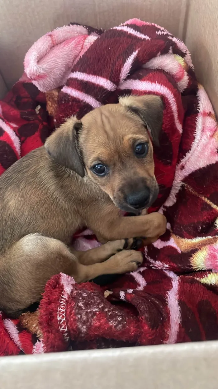 Cachorro ra a SRD-ViraLata idade Abaixo de 2 meses nome Sem nome 