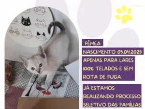 Gato raça SRD-ViraLata idade Abaixo de 2 meses nome Maju