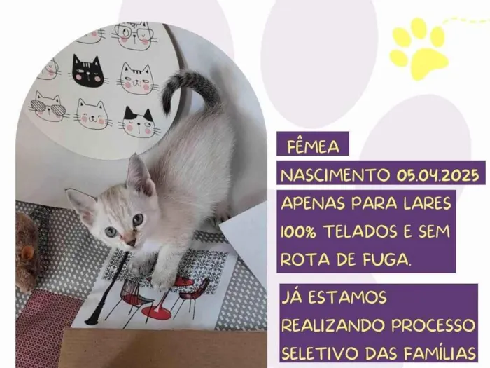 Gato ra a SRD-ViraLata idade Abaixo de 2 meses nome Maju