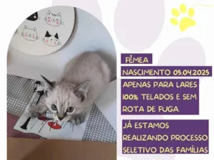 Gato raça SRD-ViraLata idade Abaixo de 2 meses nome Janis