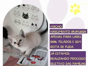 Gato raça SRD-ViraLata idade Abaixo de 2 meses nome Mimo