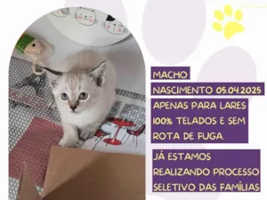 Gato raça SRD-ViraLata idade Abaixo de 2 meses nome Junior