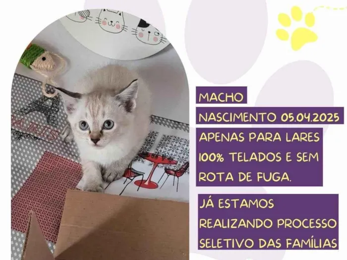 Gato ra a SRD-ViraLata idade Abaixo de 2 meses nome Junior