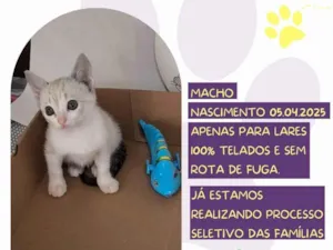 Gato raça SRD-ViraLata idade Abaixo de 2 meses nome Troy