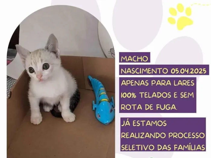 Gato ra a SRD-ViraLata idade Abaixo de 2 meses nome Troy