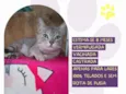 Safira