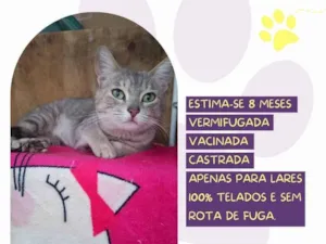 Gato raça SRD-ViraLata idade 7 a 11 meses nome Safira