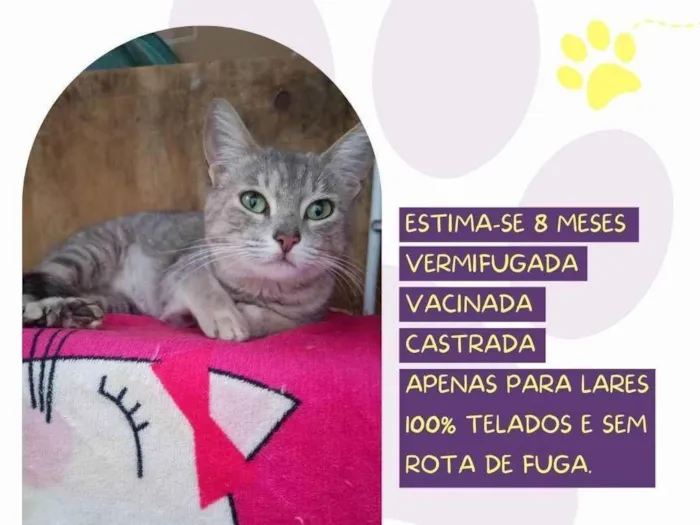 Gato ra a SRD-ViraLata idade 7 a 11 meses nome Safira