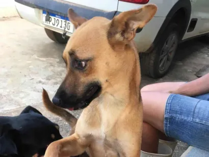Cachorro raça SRD-ViraLata idade 2 anos nome Raposinha