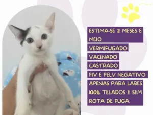 Gato raça SRD-ViraLata idade Abaixo de 2 meses nome Léo 