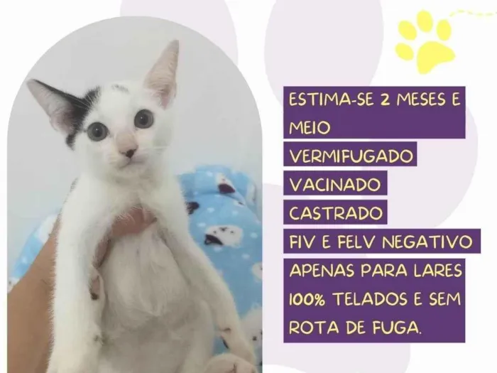 Gato ra a SRD-ViraLata idade Abaixo de 2 meses nome Léo 
