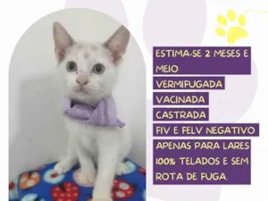 Gato raça SRD-ViraLata idade 2 a 6 meses nome Malu