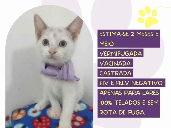 Gato ra a SRD-ViraLata idade 2 a 6 meses nome Malu
