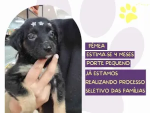 Cachorro raça SRD-ViraLata idade 2 a 6 meses nome Lua