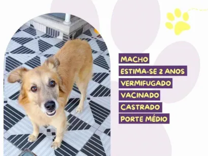 Cachorro raça SRD-ViraLata idade 2 anos nome Marlon