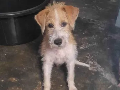 Cachorro raça SRD-ViraLata idade 2 a 6 meses nome Scooby 