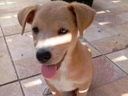 Cachorro raça SRD-ViraLata idade 7 a 11 meses nome Meg