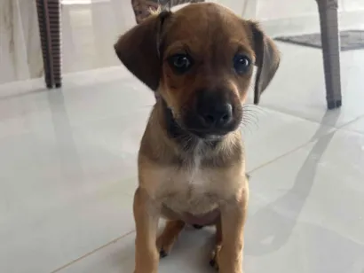 Cachorro raça SRD-ViraLata idade Abaixo de 2 meses nome Sem nome 