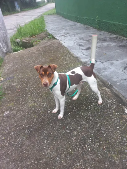 Cachorro raça Fox Terrier idade 7 a 11 meses nome Hulk