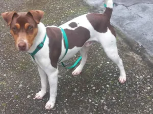 Cachorro raça Fox Terrier idade 7 a 11 meses nome Hulk