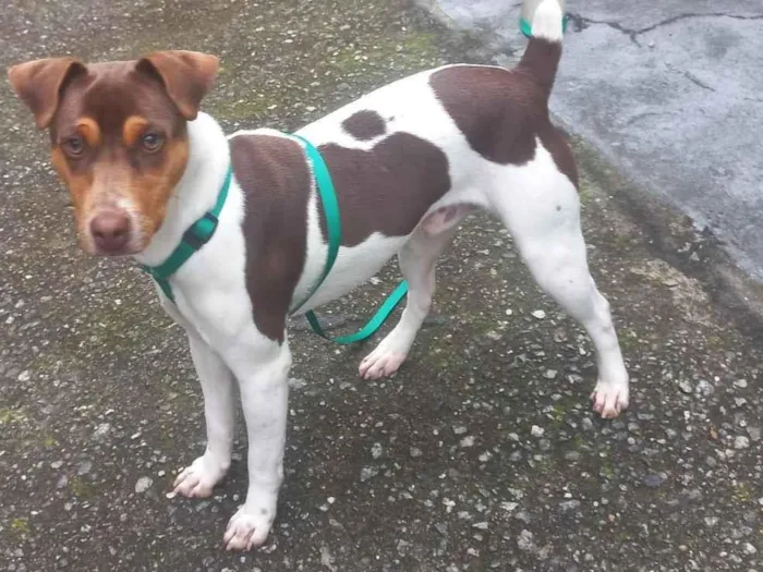 Cachorro ra a Fox Terrier idade 7 a 11 meses nome Hulk