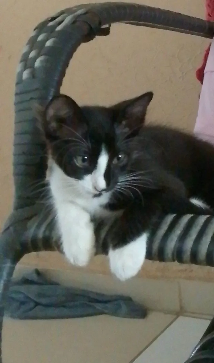 Gato ra a SRD-ViraLata idade Abaixo de 2 meses nome Lindinha e neguinho 