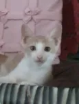 Lindinha e neguinho 