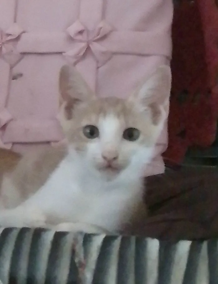 Gato ra a SRD-ViraLata idade Abaixo de 2 meses nome Lindinha e neguinho 