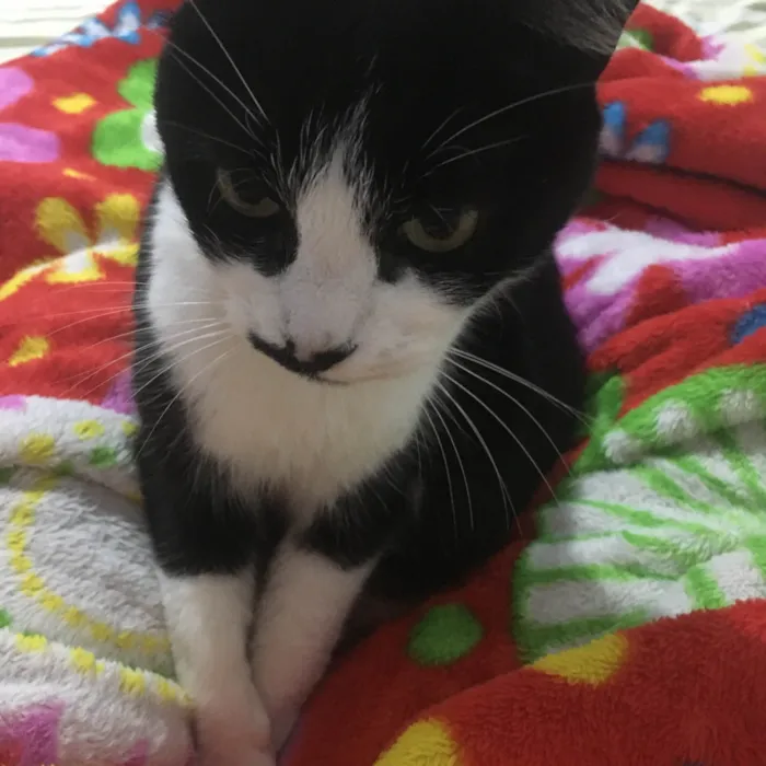 Gato ra a SRD-ViraLata idade 4 anos nome Minie