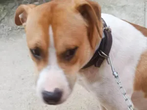Cachorro raça SRD-ViraLata idade 7 a 11 meses nome Simon bb10meses lindo e bonzinho 