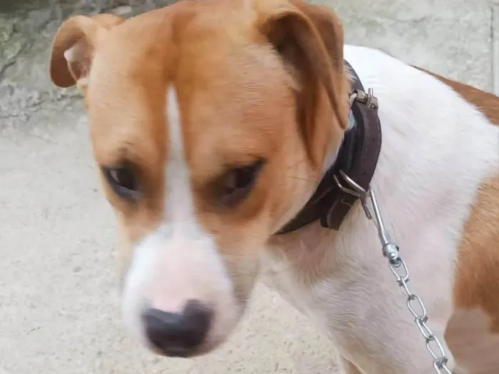 Cachorro ra a SRD-ViraLata idade 7 a 11 meses nome Simon bb10meses lindo e bonzinho 