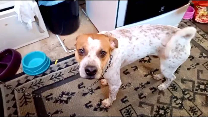 Cachorro ra a SRD-ViraLata idade 7 a 11 meses nome Billy bb10meses lindo e bonzinho 