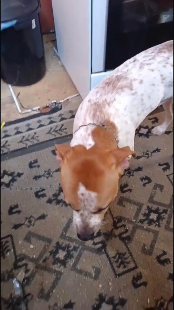 Cachorro ra a SRD-ViraLata idade 7 a 11 meses nome Billy bb10meses lindo e bonzinho 