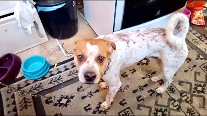 Cachorro ra a SRD-ViraLata idade 7 a 11 meses nome Billy bb10meses lindo e bonzinho 