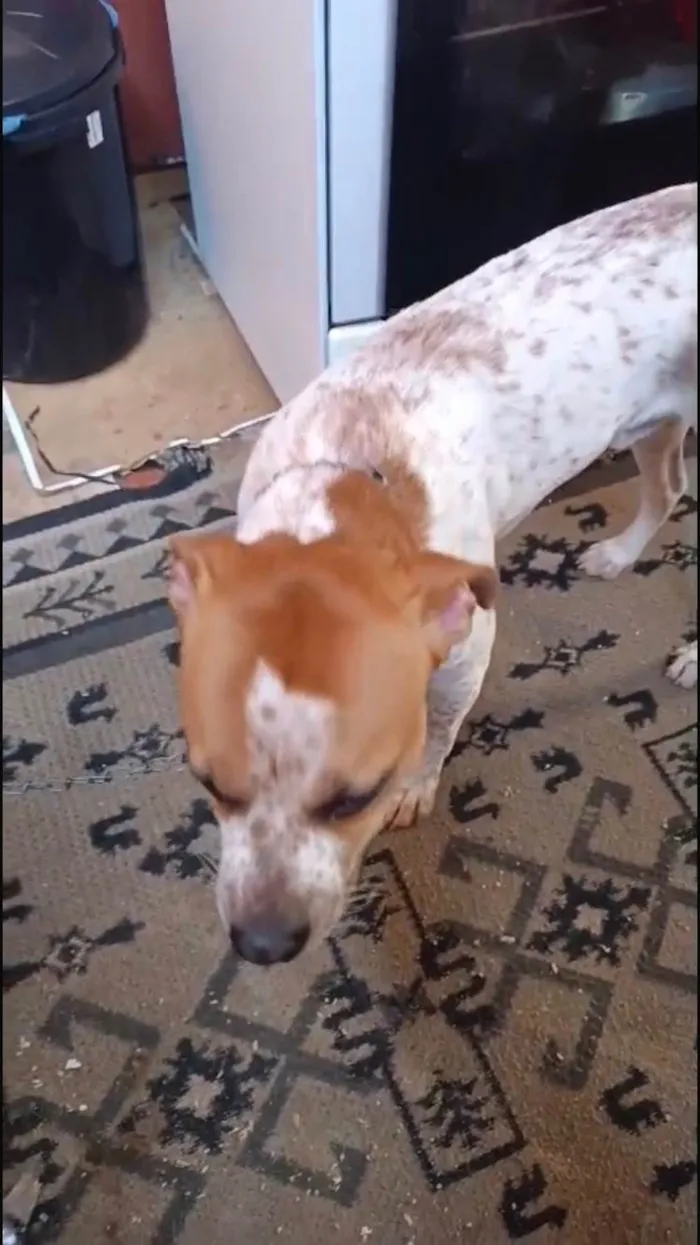 Cachorro ra a SRD-ViraLata idade 7 a 11 meses nome Billy bb10meses lindo e bonzinho 