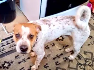 Cachorro raça SRD-ViraLata idade 7 a 11 meses nome Billy bb10meses lindo e bonzinho 
