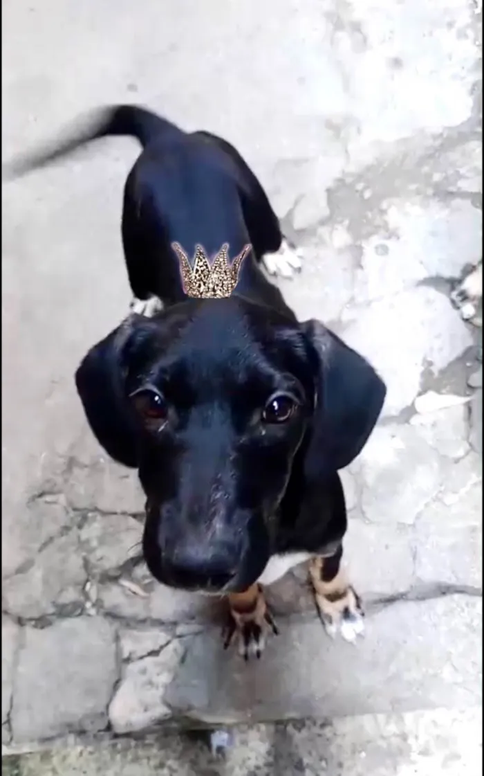 Cachorro ra a Basset-Cofap idade 2 a 6 meses nome Nutella bb2meses porte Pequeno mix Daschund 