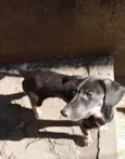 Nutella bb2meses porte Pequeno mix Daschund