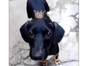 Cachorro raça Basset-Cofap idade 2 a 6 meses nome Nutella bb2meses porte Pequeno mix Daschund 