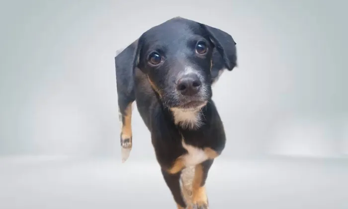 Cachorro ra a SRD-ViraLata idade 2 a 6 meses nome Amélie bb2meses porte Pequeno mix salsicha 