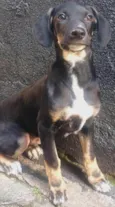 Amélie bb2meses porte Pequeno mix salsicha 